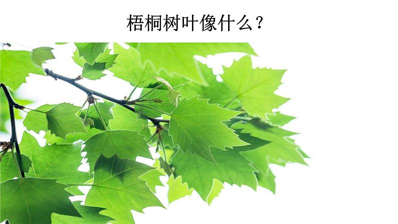 二语上识字 2树之歌【课件】第5页
