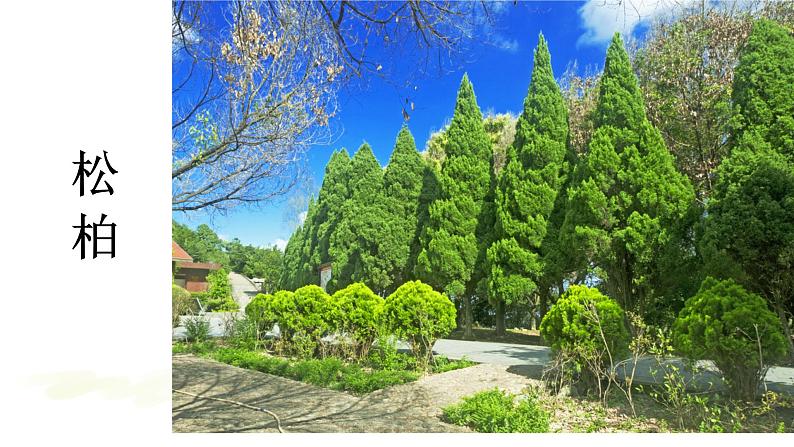 二语上识字 2树之歌【课件】第7页