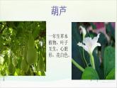 人教部编版二年级语文上  14.《我要的是葫芦》精品课件、精品教案、达标练习和精品学案