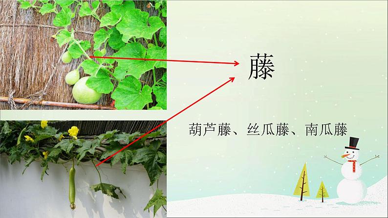 人教部编版二年级语文上  14.《我要的是葫芦》精品课件、精品教案、达标练习和精品学案07