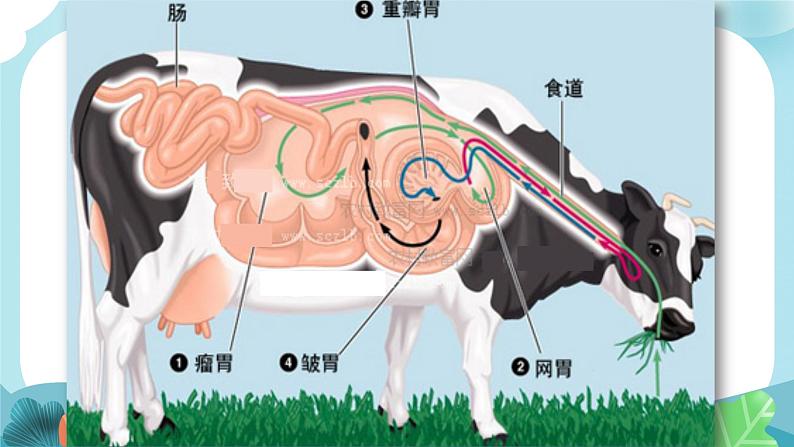 部编版三年级语文上册10在牛肚子里旅行课件07