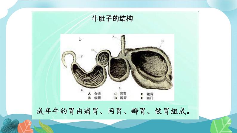 部编版三年级语文上册10在牛肚子里旅行课件08