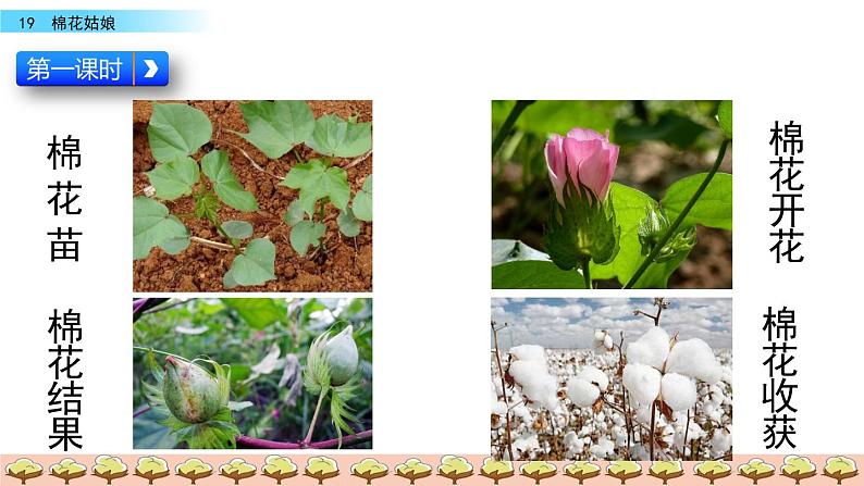 19部编版一年级下册语文课件 棉花姑娘03