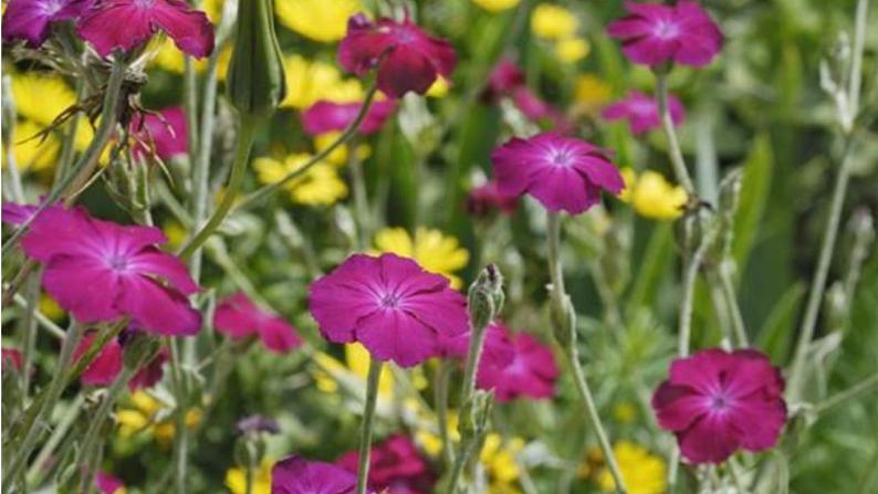 部编版（五四制）语文四年级上册 3 现代诗两首-花牛歌（课件）08