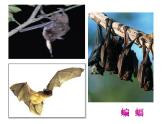 部編版（五四制）語(yǔ)文四年級(jí)上冊(cè) 6 蝙蝠和雷達(dá)(1)（課件）