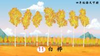 人教部编版四年级下册11 白桦说课课件ppt