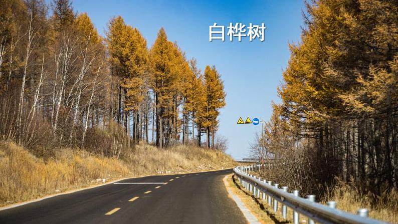 部编版四年级下册语文11 白桦（课件+教案+练习含答案）02