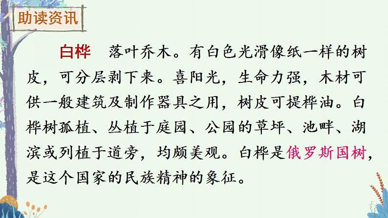 部编版四年级下册语文11 白桦（课件+教案+练习含答案）04