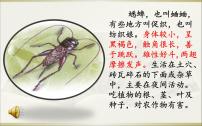 语文四年级上册第三单元11 蟋蟀的住宅教学课件ppt