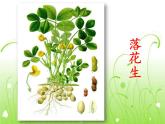 部编版语文五年级上册 2 落花生(3)（课件）