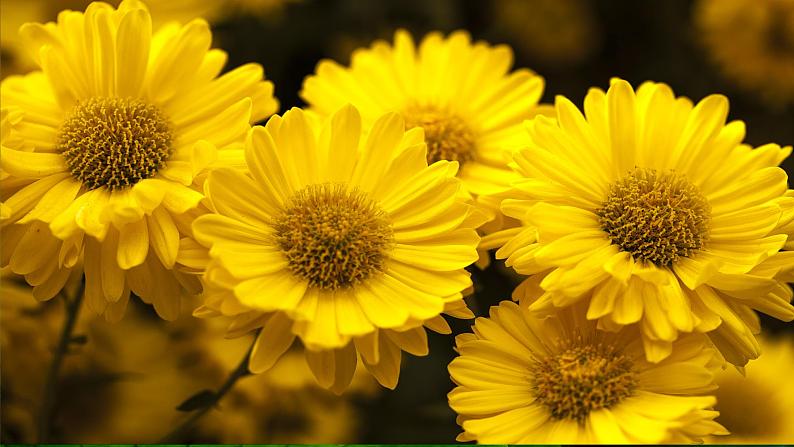 13 花钟教学课件02