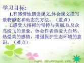 部编版语文五年级上册 23 鸟的天堂 （课件）