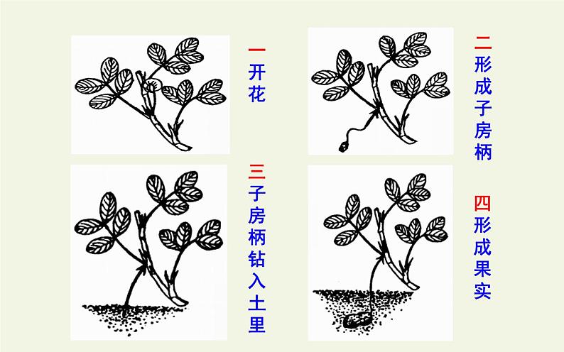 部编版语文五年级上册 2 落花生 （课件）05