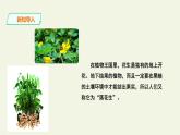 部编版语文五年级上册 2 落花生（课件）