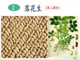 小学五年级上册语文《落花生》PPT课件+教案（第二课时）