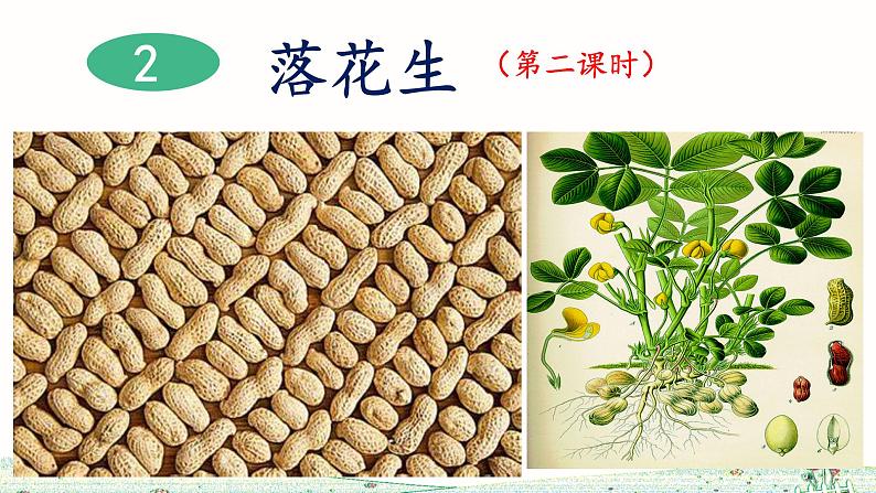 《落花生》ppt课件第1页