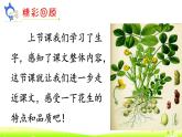 小学五年级上册语文《落花生》PPT课件+教案（第二课时）