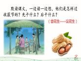 小学五年级上册语文《落花生》PPT课件+教案（第二课时）