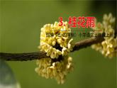 五四制五年級(jí)語(yǔ)文上冊(cè) 第一單元 第3課桂花雨 PPT課件