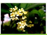五四制五年級(jí)語(yǔ)文上冊(cè) 第一單元 第3課桂花雨 PPT課件