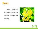 五四制五年級(jí)語(yǔ)文上冊(cè) 第一單元 第3課桂花雨 PPT課件