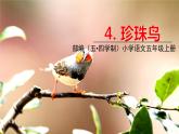 五四制五年級(jí)語(yǔ)文上冊(cè) 第一單元 第4課珍珠鳥 PPT課件