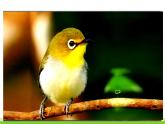 五四制五年級(jí)語(yǔ)文上冊(cè) 第一單元 第4課珍珠鳥 PPT課件