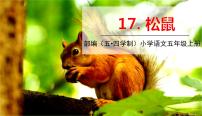 人教部编版 (五四制)五年级上册17 松鼠教学演示ppt课件