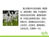 五四制三年级语文上册 16.金色的草地 PPT课件
