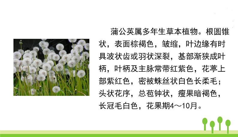 五四制三年级语文上册 16.金色的草地 PPT课件02