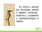 五四制三年级语文上册 15.搭船的鸟 PPT课件