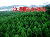 五四制三年级语文上册 20.美丽的小兴安岭 PPT课件