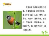 五四制三年级语文上册 25.灰雀 PPT课件