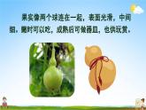 人教部编版二年级语文上册《14 我要的是葫芦》配套教学课件PPT优秀公开课