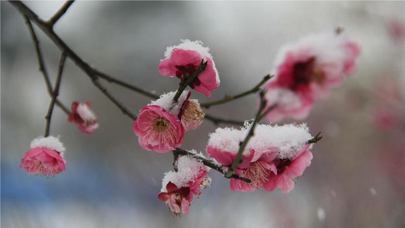 部编版 语文五年级下册 4 梅花魂 课件第3页