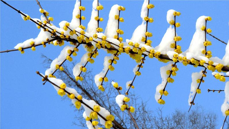 部编版 语文五年级下册 4 梅花魂 课件第4页