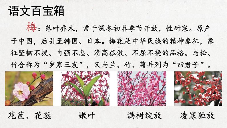 部编版 语文五年级下册 4 梅花魂 课件第6页