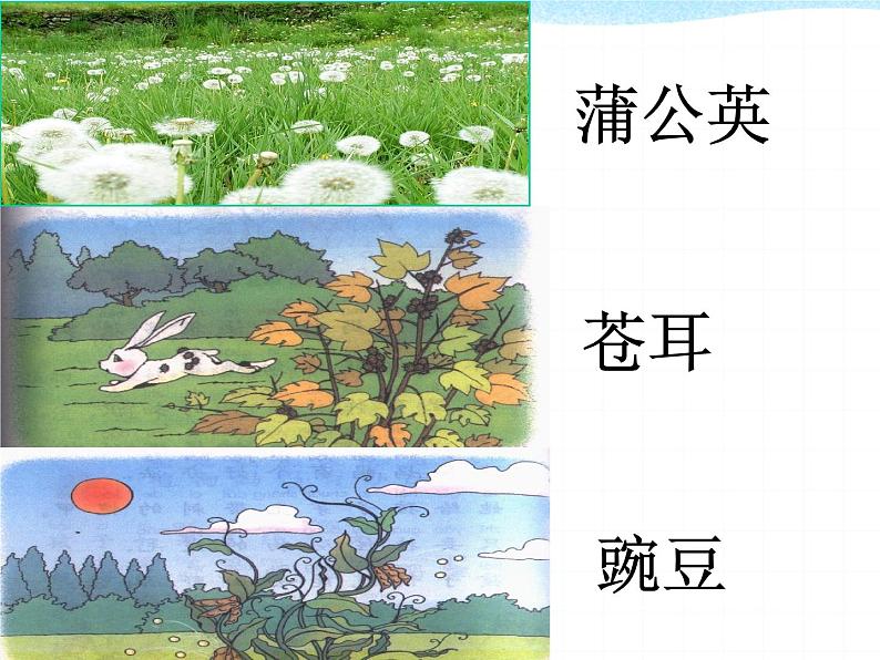 部编版语文二年级上册 3 《植物妈妈有办法》（课件）05