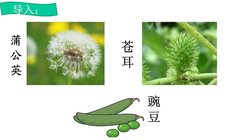 部编版语文二年级上册 3 植物妈妈有办法(12)（课件）第4页