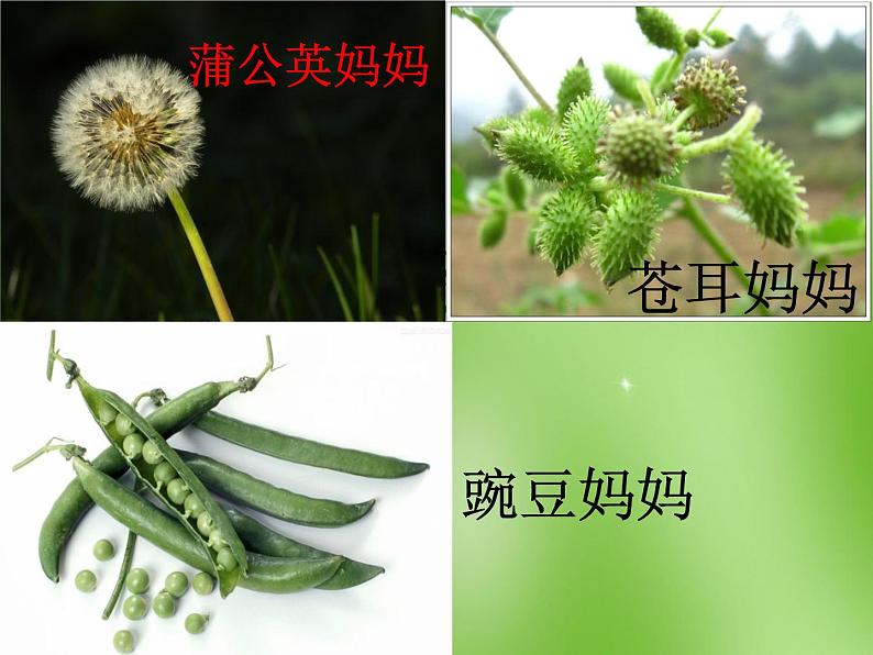 部编版语文二年级上册 3 植物妈妈有办法(34)（课件）第4页