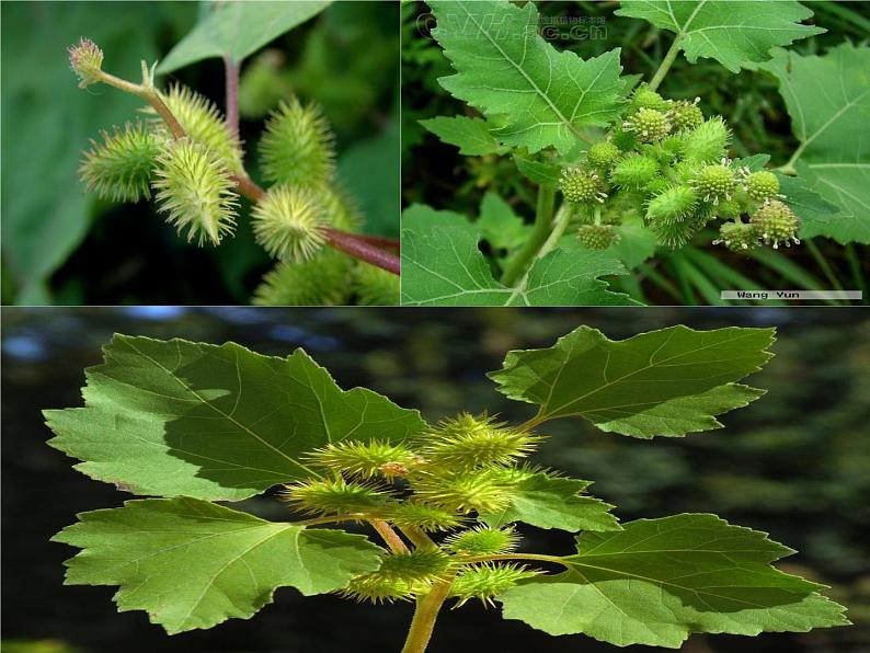 部编版语文二年级上册 3 植物妈妈有办法(10)（课件）第4页