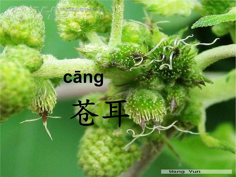 部编版语文二年级上册 3 植物妈妈有办法(10)（课件）第5页