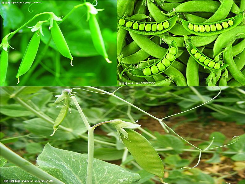 部编版语文二年级上册 3 植物妈妈有办法(10)（课件）第6页