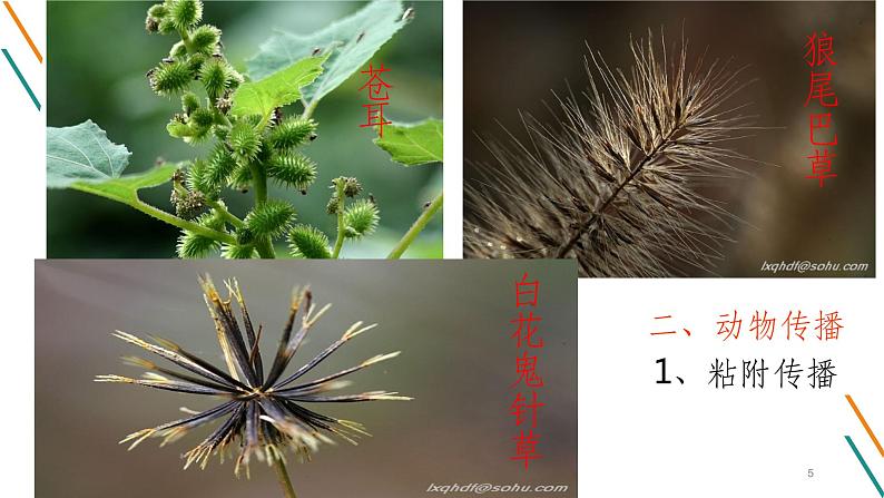 部编版语文二年级上册 3 植物妈妈有办法(4)（课件）第5页