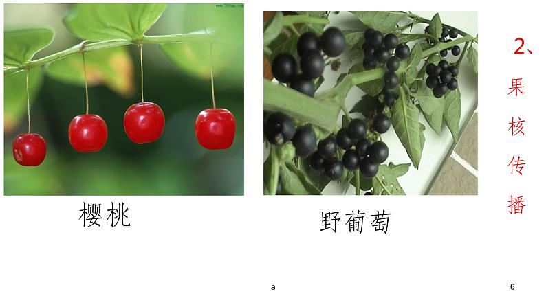 部编版语文二年级上册 3 植物妈妈有办法(4)（课件）第6页