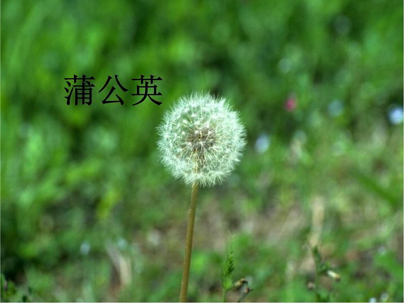 部编版语文二年级上册 3 植物妈妈有办法(2)（课件）02