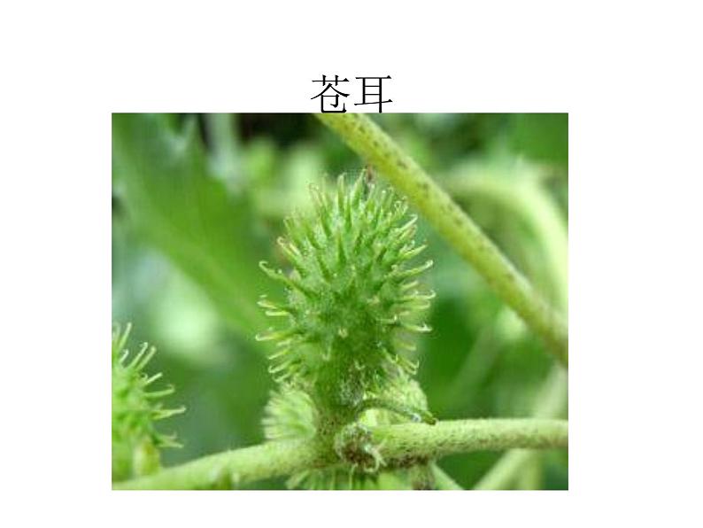 部编版语文二年级上册 3 植物妈妈有办法(2)（课件）03