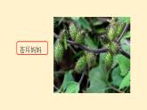 部编版语文二年级上册 3 植物妈妈有办法(1)（课件）