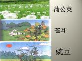 部编版语文二年级上册 3 植物妈妈有办法(35)（课件）