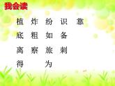 部编版语文二年级上册 3 植物妈妈有办法(21)（课件）